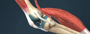 Illustrazione anatomica del gomito umano con muscoli in rosso, ossa chiare e tendini visibili, che evidenzia la struttura dell’articolazione.