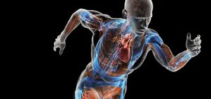 Rappresentazione trasparente di un corpo umano in movimento che evidenzia sistema muscolare, scheletro e cuore, raffigurando un corridore.