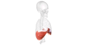 Vista laterale del corpo umano con il diaframma evidenziato in rosso, mostrato sotto la gabbia toracica in un contesto anatomico trasparente.