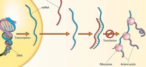 Schema del processo di espressione genica con trascrizione del DNA in mRNA e traduzione dell’mRNA in proteina da parte dei ribosomi.