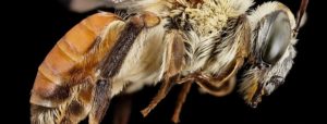 Macrofotografia dettagliata di un'ape di profilo con peluria giallo chiaro, occhi scuri riflettenti e sfondo nero