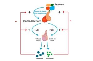 Diagramma dell’asse ipotalamo-ipofisi-gonadi che mostra la regolazione ormonale della funzione riproduttiva maschile, con GnRH, LH, FSH, testosterone, cellule di Leydig e Sertoli, e feedback negativo.