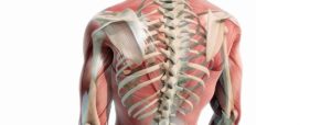 Rappresentazione anatomica della schiena umana con muscoli, colonna vertebrale e costole evidenziati.