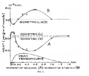 Grafico che mostra l'attività muscolare in termini di calore prodotto per grammo di muscolo, con curve per il "momento di rilascio" e il "momento di allungamento".
