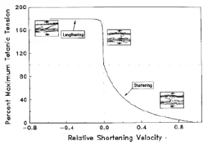 Grafico che mostra la relazione tra la tensione tetanica massima percentuale e la velocità di accorciamento relativa, con condizioni di allungamento e accorciamento indicate.