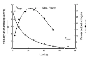 Grafico che mostra la relazione tra carico, velocità di accorciamento e potenza, con curve per velocità e potenza massima.