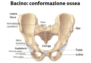 Rappresentazione del bacino umano con etichette delle diverse componenti ossee, inclusi cresta iliaca, articolazione sacroiliaca, osso sacro, ileo, spina ischiatica, acetabolo, pub, ischio e coccige.