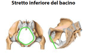  Illustrazione anatomica del bacino umano con due viste: una dall'alto e una laterale. Entrambe evidenziano il "stretto inferiore del bacino" con linee verdi che tracciano il contorno