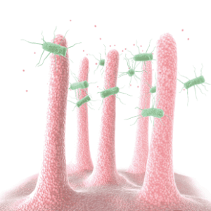Rappresentazione artistica dell'intestino con villi intestinali rosa, coperti da batteri verdi, simboleggianti i microbi intestinali.