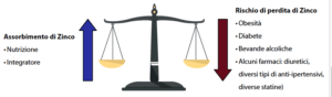 Bilancia che rappresenta l'equilibrio tra assorbimento e perdita di zinco, con frecce che indicano le cause di assorbimento e rischio di perdita.