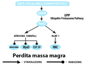 Diagramma biologico che mostra il ruolo di AMPK, FoxO e UPP nella perdita di massa magra.