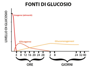 Grafico che mostra come varia l’origine del glucosio (esogeno, glicogeno, gluconeogenesi) nel tempo.