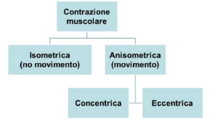 Diagramma che illustra la categorizzazione dei tipi di contrazione muscolare, con "Contrazione muscolare" al vertice, che si divide in "Isometrica" (senza movimento) e "Anisometrica" (con movimento), quest'ultima ulteriormente suddivisa in "Concentrica" ed "Eccentrica".