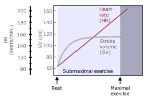 Grafico che mostra la relazione tra frequenza cardiaca e volume di eiezione durante l'esercizio fisico, dal riposo allo sforzo massimo.