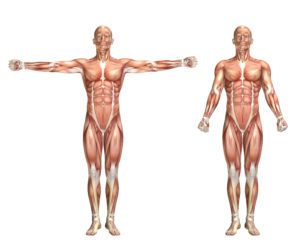 Illustrazione anatomica del sistema muscolare maschile con due viste della figura: braccia estese e braccia lungo i fianchi.