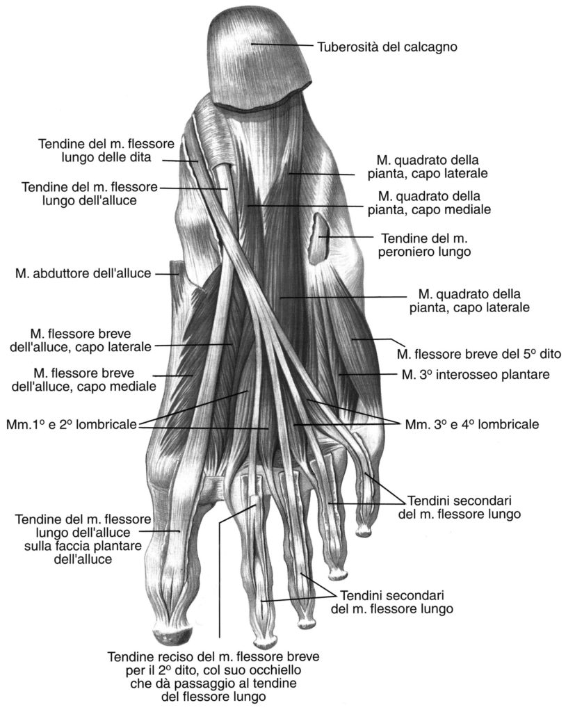 Il Piede Cenni Di Anatomia E Biomeccanica Scienze Motorie Il Piede Cenni Di Anatomia E Biomeccanica Scienze Motorie