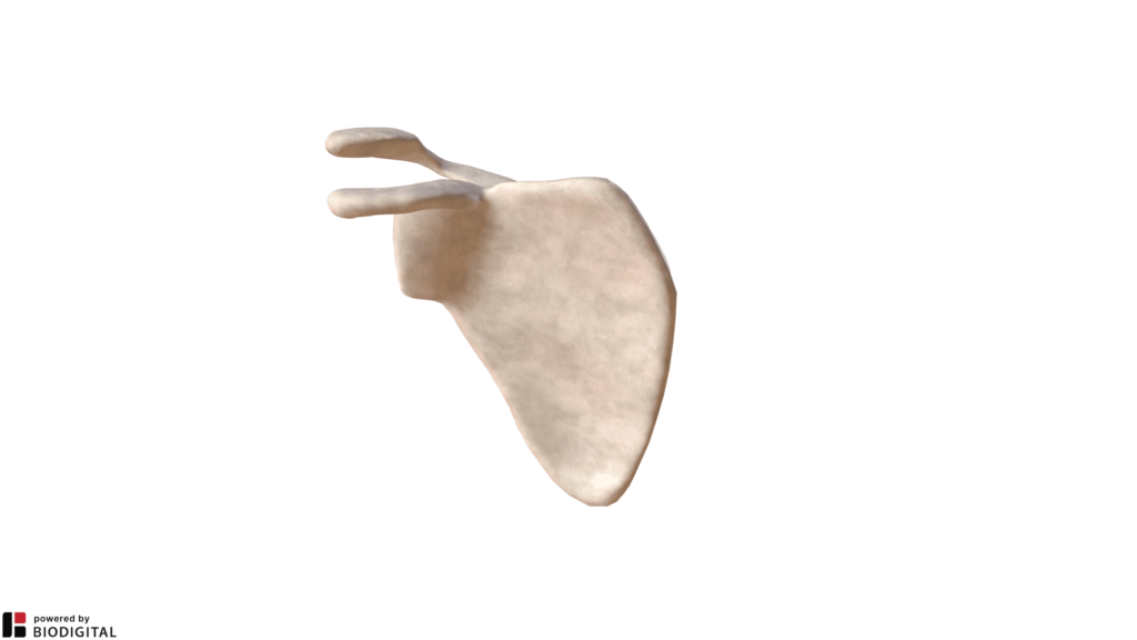 Scapola