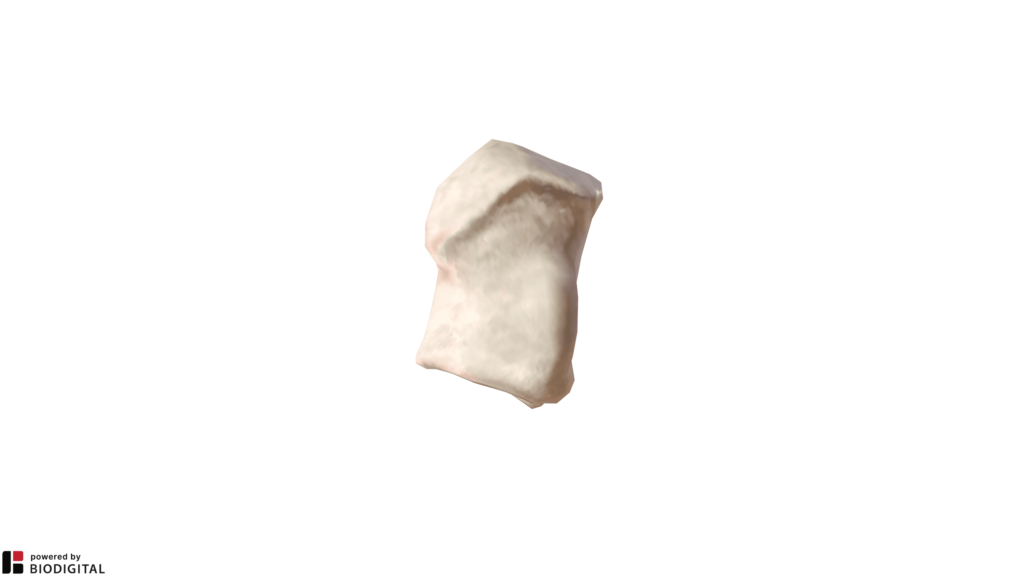 Osso capitato