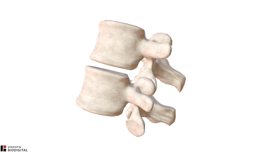 Articolazione tra prima e seconda vertebra lombare