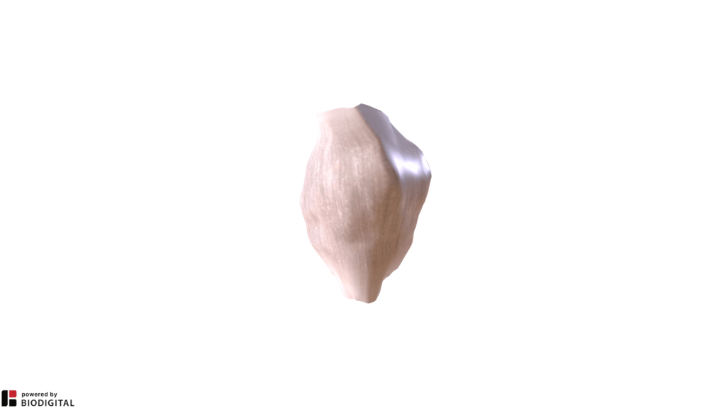 Capsula articolare fibrosa del ginocchio destro