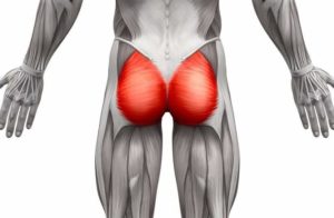 Illustrazione anatomica della parte posteriore del corpo umano con i muscoli glutei evidenziati in rosso e i muscoli circostanti in grigio per contrasto.