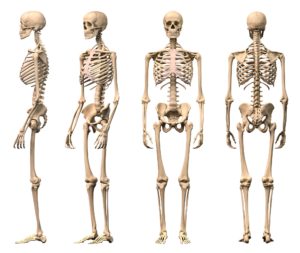 L'immagine mostra quattro viste dello scheletro umano: una vista laterale sinistra, una vista laterale destra, una vista frontale e una vista posteriore. Ogni scheletro è dettagliato, evidenziando le ossa principali, come il cranio, la gabbia toracica, il bacino e gli arti superiori e inferiori.