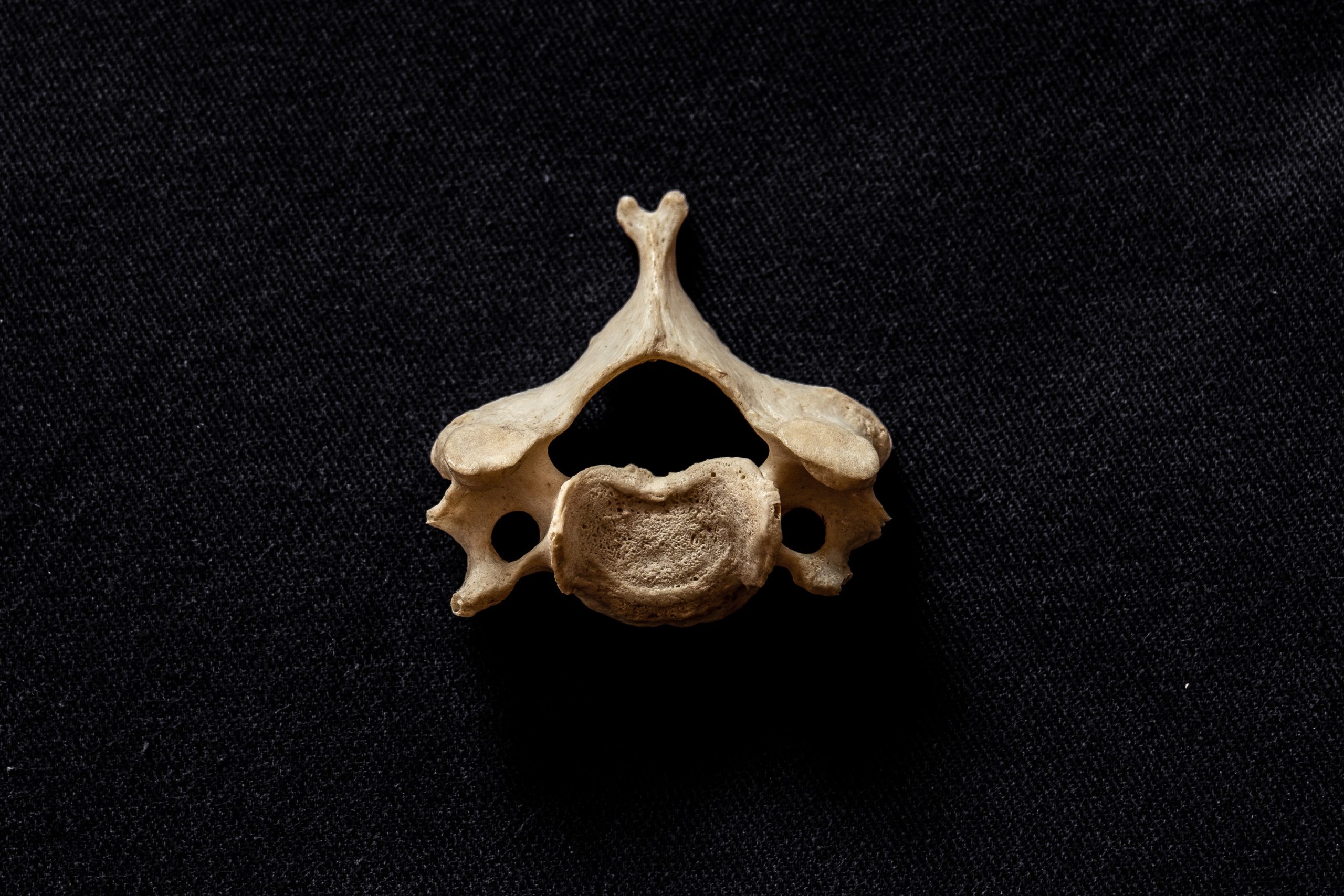 Colonna Vertebrale, fisiologia