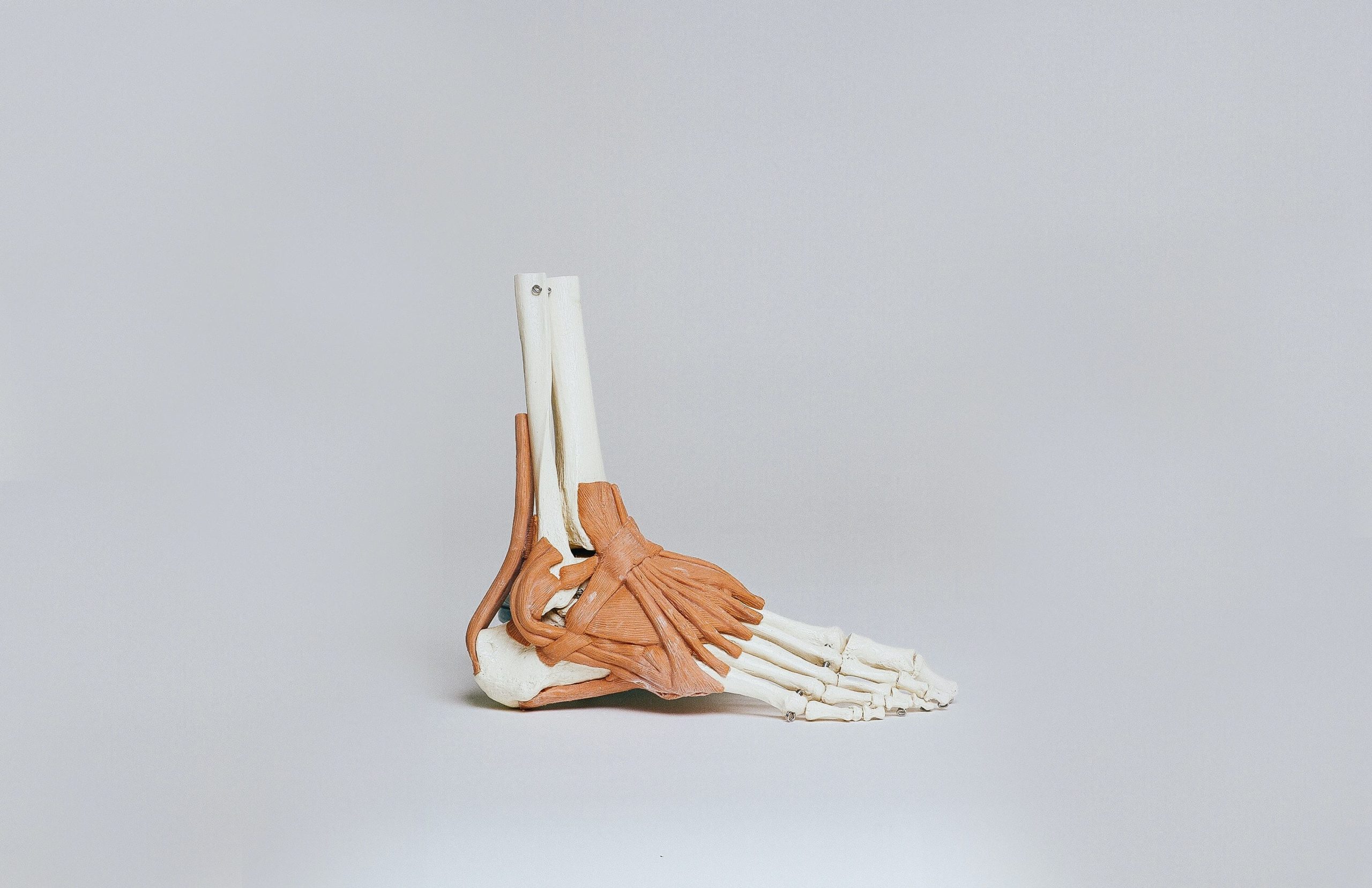 I Muscoli del Piede: Anatomia