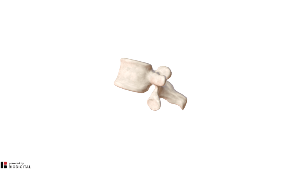 Prima vertebra lombare