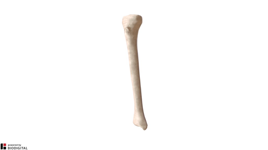 Tibia