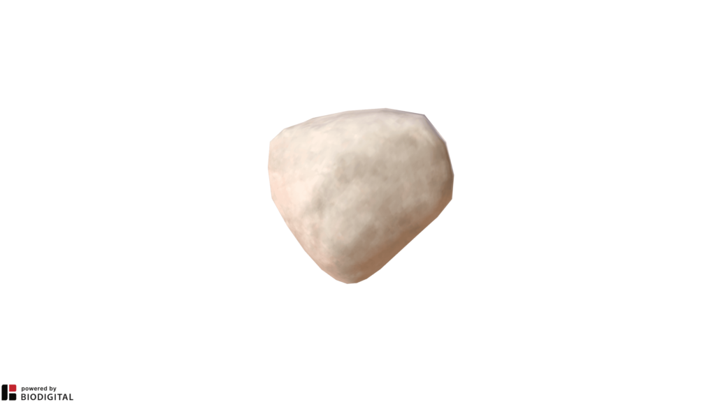 Patella