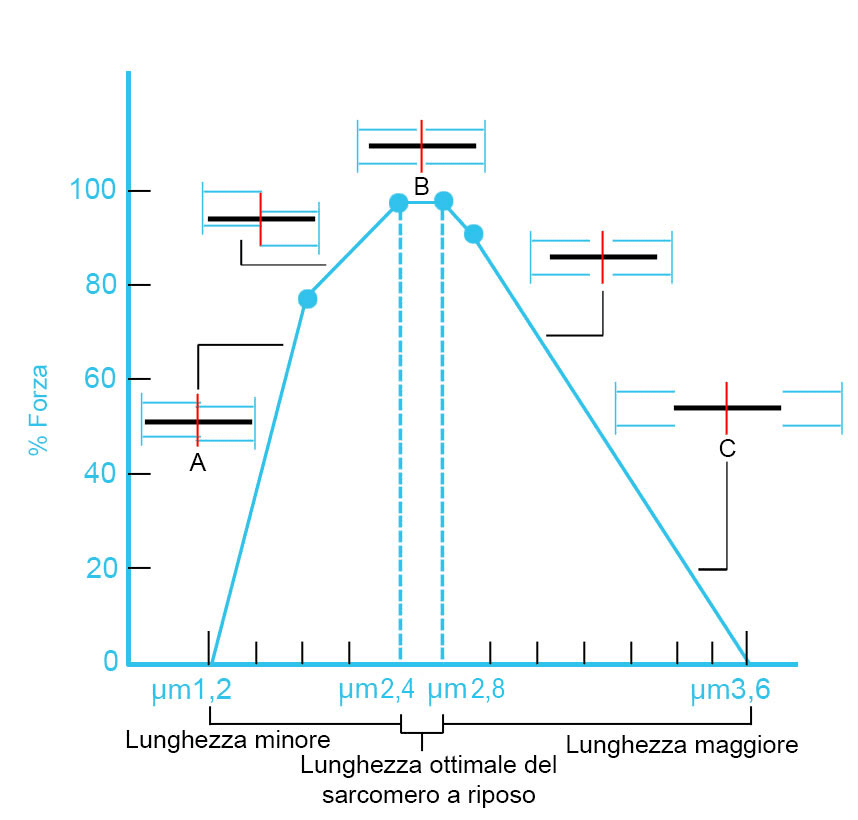 relazione tensione lunghezza