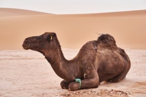 Cammello dal manto scuro seduto sulla sabbia del deserto con un orecchino giallo sull’orecchio, dune ondulate e cielo chiaro sullo sfondo.
