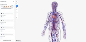 Schermata di un software di anatomia 3D con modello umano che mostra il sistema cardiovascolare, pannello di controllo dei livelli anatomici e logo BioDigital.