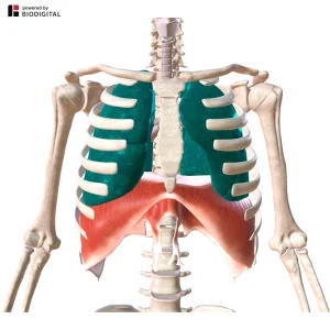 Illustrazione anatomica 3D del tronco umano in vista anteriore che mostra i polmoni verdi e il diaframma rosso sotto la gabbia toracica.