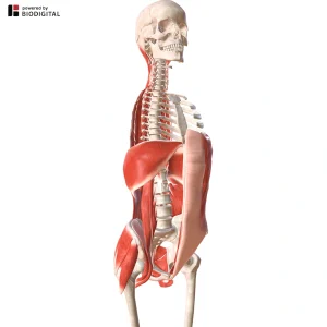 Vista laterale di un modello anatomico 3D che mostra scheletro, colonna vertebrale e muscoli del core, su sfondo nero.