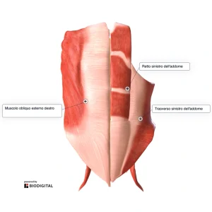 Illustrazione anatomica digitale della parete addominale anteriore e laterale con etichette dei muscoli obliquo esterno, retto e trasverso dell’addome.