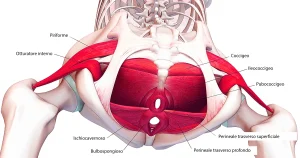 Illustrazione anatomica 3D del pavimento pelvico e dei muscoli profondi del bacino umano, vista dall’alto con scheletro traslucido e muscolatura evidenziata in rosso.