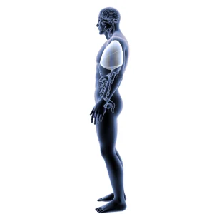 Illustrazione anatomica digitale 3D del corpo umano maschile in vista laterale, con il polmone destro evidenziato rispetto al resto degli organi traslucidi.