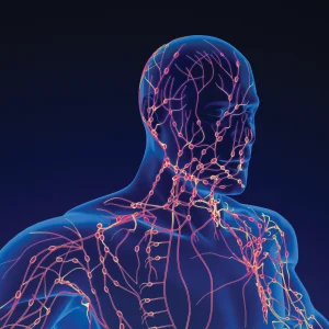 Illustrazione 3D del sistema linfatico umano nella parte superiore del corpo, con vasi linfatici e linfonodi evidenziati in colore giallo-arancione su silhouette blu scuro.