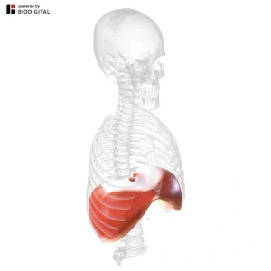 Illustrazione anatomica digitale 3D del diaframma umano, mostrato in rosso, che evidenzia la sua forma a cupola e il rapporto con la gabbia toracica e la colonna vertebrale.