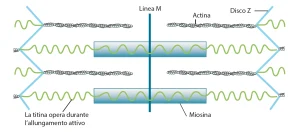 Diagramma del sarcomero con filamenti di actina e miosina, linea M, disco Z e ruolo della titina nella contrazione muscolare.