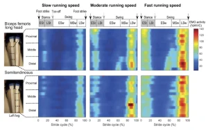 Heatmap dell’attività EMG di bicipite femorale e semitendinoso durante il ciclo del passo a diverse velocità di corsa, con picchi in late swing e early stance.