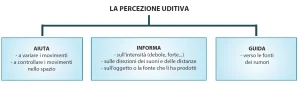 Quattro diagrammi: il percorso dell’analizzatore sensoriale dal recettore alle aree associative; la classificazione dei sensi interni ed esterni; le tre funzioni della percezione visiva; le tre funzioni della percezione uditiva.