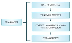 Diagramma dell’analizzatore sensoriale che mostra recettori specifici, vie nervose afferenti, centri sensoriali primari e aree associative per la percezione.