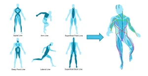 Schema dei meridiani miofasciali che mostra le principali linee anatomiche funzionali coinvolte nel movimento globale del corpo.
