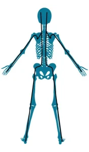 Scheletro umano visto di schiena con linea continua che rappresenta le catene cinetiche posteriori.