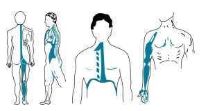 Diagrammi anatomici delle catene muscolari e fasciali del corpo umano in viste posteriore, laterale e frontale.