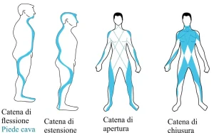 Illustrazione delle catene muscolari e miofasciali del corpo umano utilizzate nella ginnastica posturale e nella rieducazione motoria.