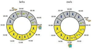 Confronto tra cronotipo mattutino e serale con orari di sonno, risveglio e periodi di massima attività nelle 24 ore.